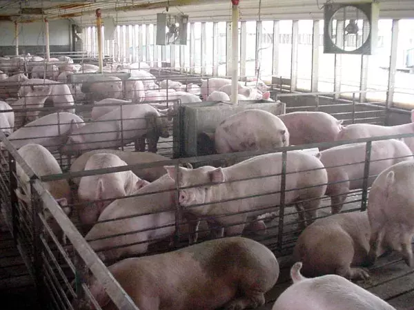Using a Sauermann multifunction instrument to improve indoor air quality in a livestock facility